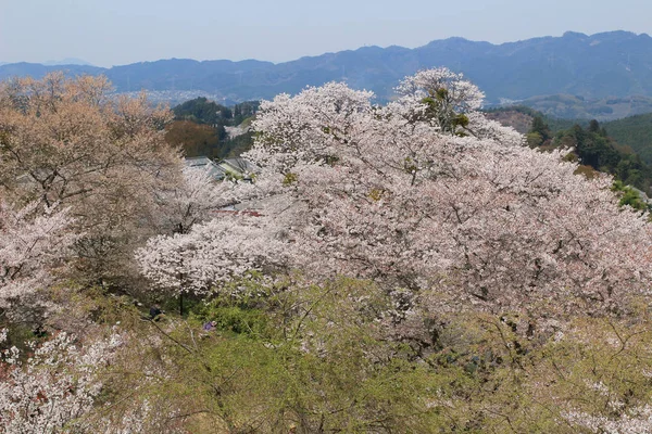 Τα άνθη κερασιών Yoshino — Φωτογραφία Αρχείου