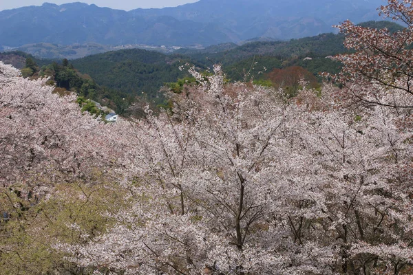 Yoshino cherry blossoms — Stockfoto