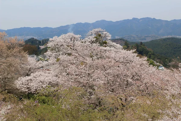 Yoshino-Kirschblüten — Stockfoto