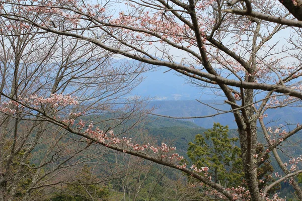 El Prunus campanulata — Foto de Stock