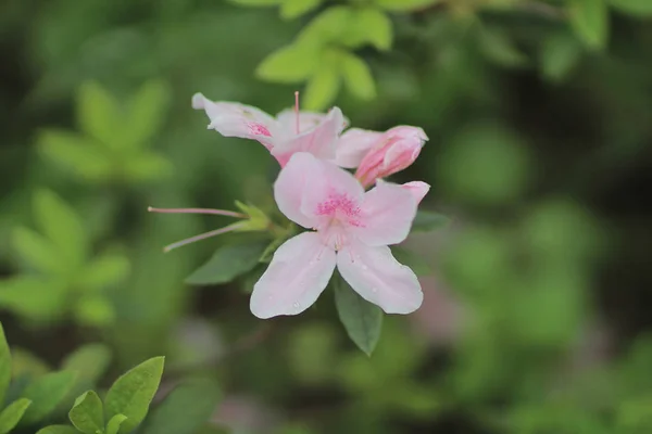 The flower at nature — Stock Photo, Image