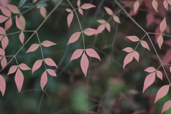 Planta verde em um parque — Fotografia de Stock