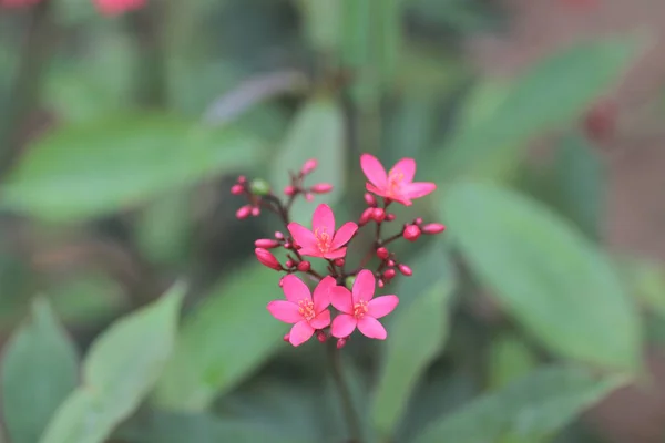 Το λουλούδι, φύση — Φωτογραφία Αρχείου