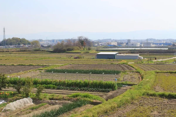 A teraszos japán mezői — Stock Fotó