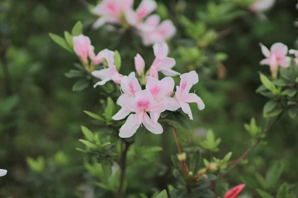 A flor em natureza — Fotografia de Stock