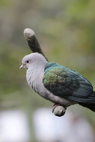 the Emerald Dove Green winged