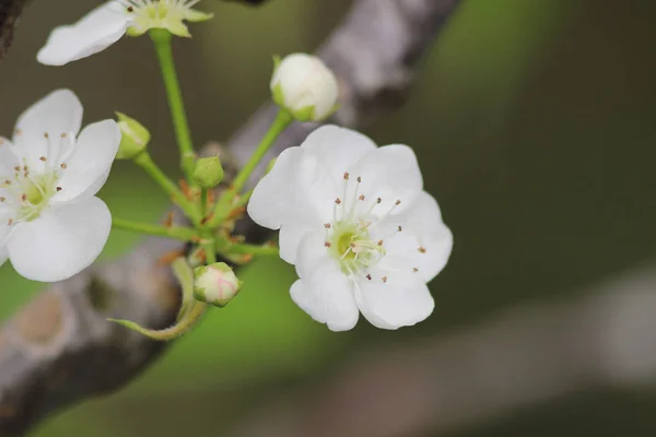 White plum flower in blossom season,china