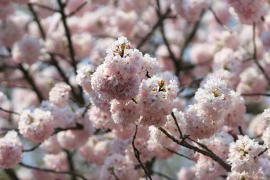 Baharda Japon kiraz çiçeği