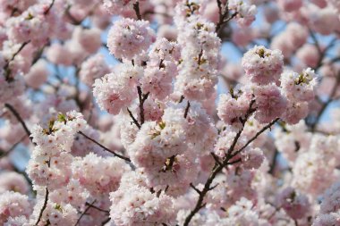 Baharda Japon kiraz çiçeği