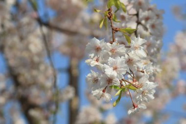 Bahar kiraz çiçekleri, pembe çiçekler.