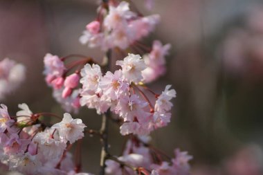 Bahar kiraz çiçekleri, pembe çiçekler.