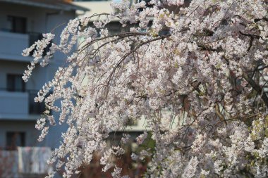 yumuşak arka plan bahar kiraz çiçeği.