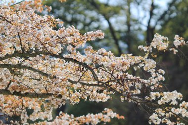 Güzel kiraz çiçeği, beyaz sakura çiçek