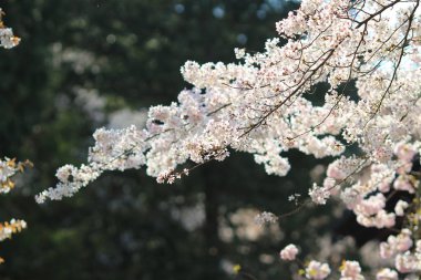 Güzel kiraz çiçeği, beyaz sakura çiçek