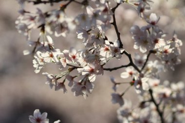 yumuşak arka plan bahar kiraz çiçeği.