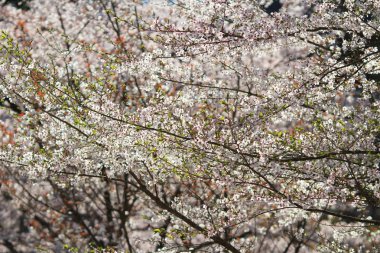 Baharda kiraz bahçesinde çiçek açan kiraz