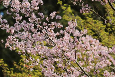 Güzel kiraz çiçeği, beyaz sakura çiçek
