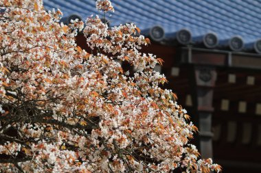 Daigoji Tapınağı Japon çiçek kiraz