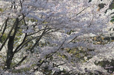 Güzel kiraz çiçeği, beyaz sakura çiçek
