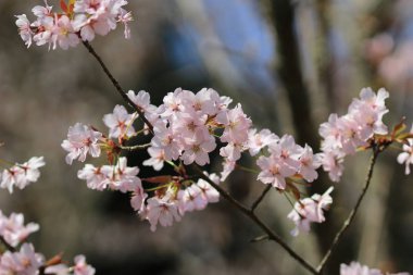  Bahar sakura Pembe çiçek