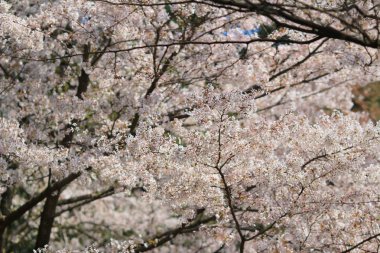 Güzel kiraz çiçeği, beyaz sakura çiçek