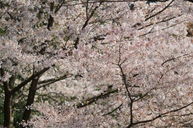 Bahar kiraz çiçekleri, pembe çiçekler.