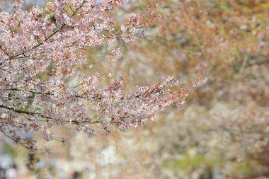 Bahar kiraz çiçekleri, pembe çiçekler.