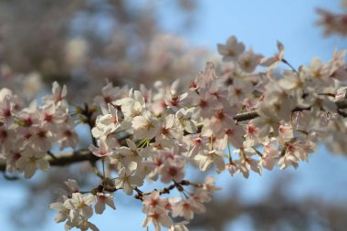 Bahar kiraz çiçekleri, pembe çiçekler.
