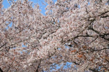 Güzel kiraz çiçeği, beyaz sakura çiçek