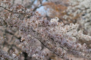 Bahar kiraz çiçekleri, pembe çiçekler.
