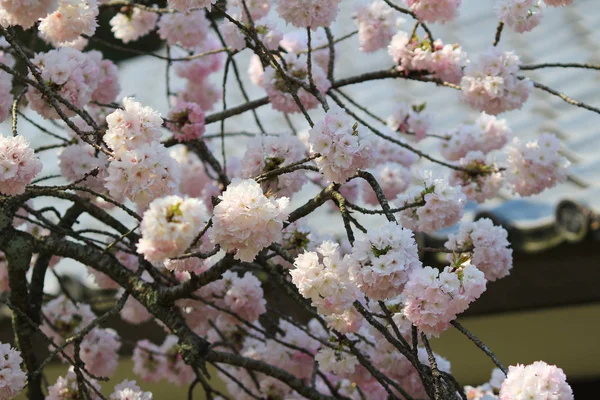 Japán cseresznyevirág tavasszal — Stock Fotó