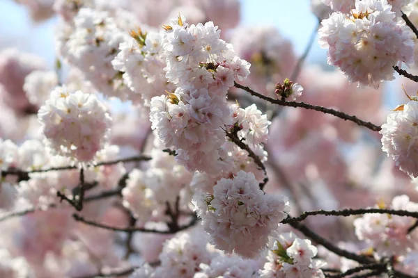 Japanese cherry blossom in spring — Stock Photo, Image