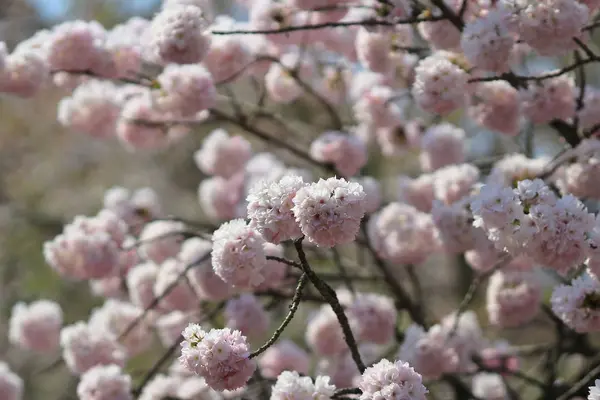 春天的日本樱花 — 图库照片