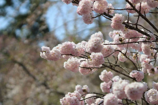 Flor de cereja japonesa na primavera — Fotografia de Stock