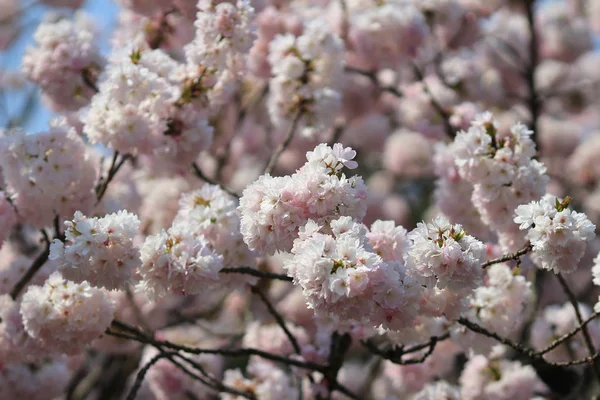 春天的日本樱花 — 图库照片