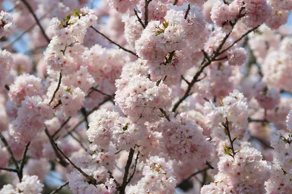 Japanese cherry blossom in spring — Stock Photo, Image