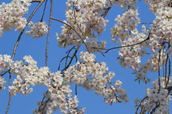 Spring Cherry blossoms, pink flowers. — Stock Photo, Image