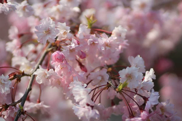 春桜、ピンクの花. — ストック写真