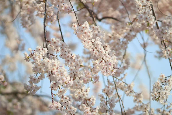 春には桜の花が柔らかい背景. — ストック写真