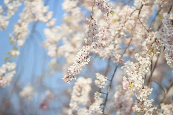 Spring cherry blossom with soft background. — Stock Photo, Image