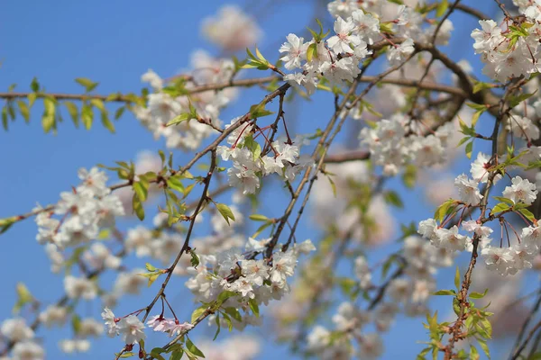 Spring cherry blossom with soft background. — Stock Photo, Image