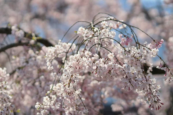 Frühlingskirschblüte mit weichem Hintergrund. — Stockfoto