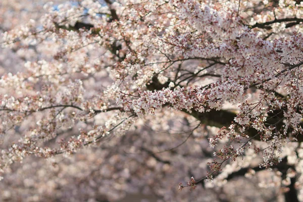 Primavera flor de cerezo con fondo suave . —  Fotos de Stock