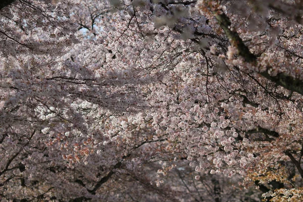 Primavera flor de cerezo con fondo suave . — Foto de Stock