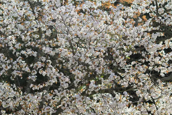 美丽的樱花，白色樱花花 — 图库照片