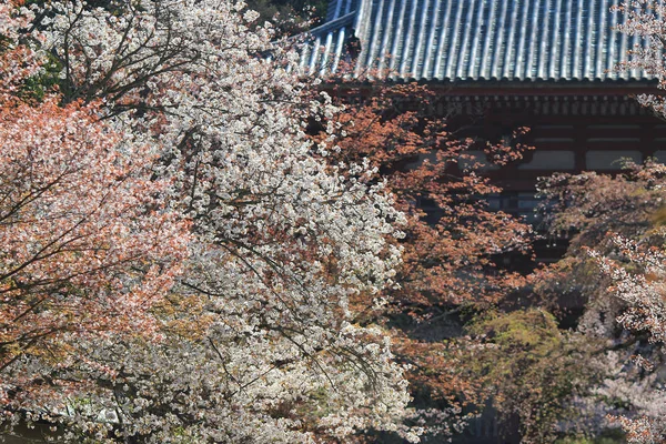 Templo Daigoji Cereza japonesa floreciente — Foto de Stock