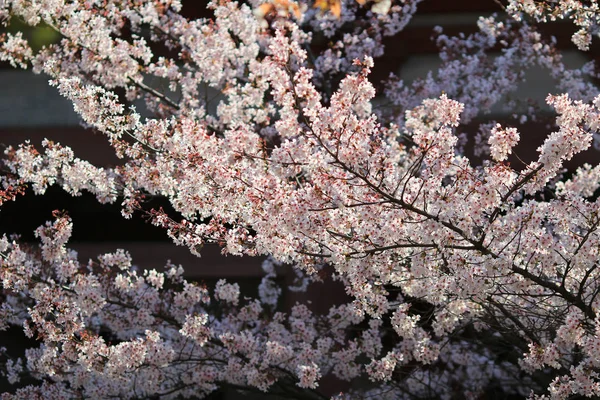 Весняний цвіт вишні з м'яким фоном . — стокове фото