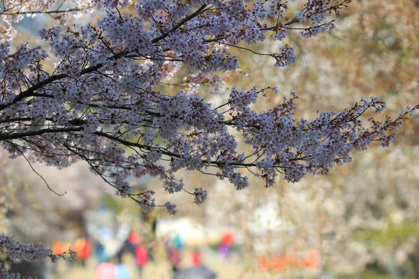 Templo de Daigoji cereja florescente japonesa — Fotografia de Stock