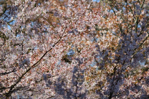 春天的樱花，粉色的花. — 图库照片