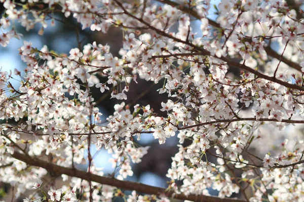 A cereja florescente no pomar de cereja na primavera — Fotografia de Stock
